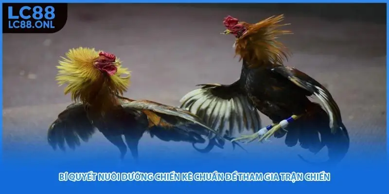 Bí quyết nuôi dưỡng chiến kê chuẩn để tham gia trận chiến