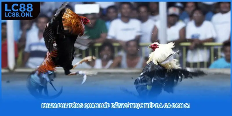 Khám phá tổng quan hấp dẫn về trực tiếp đá gà đòn c1