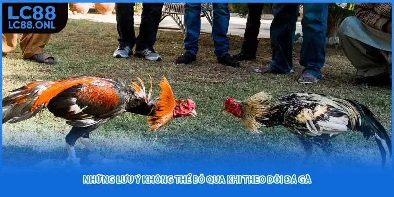 Những lưu ý không thể bỏ qua khi theo dõi đá gà