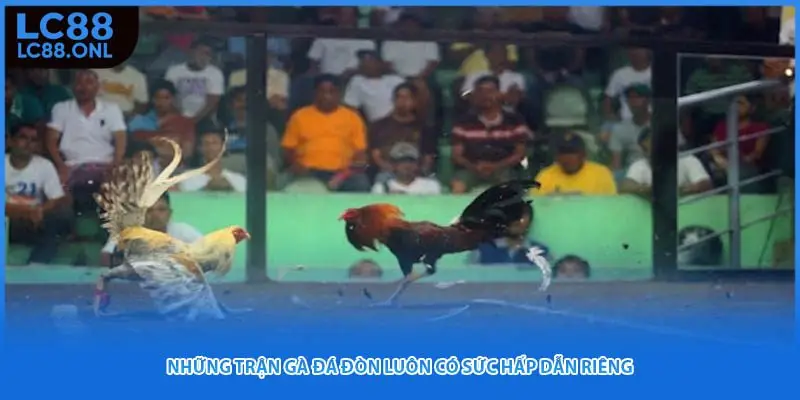 Những trận gà đá đòn luôn có sức hấp dẫn riêng