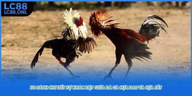 So sánh chi tiết sự khác biệt giữa đá gà cựa dao và cựa sắt