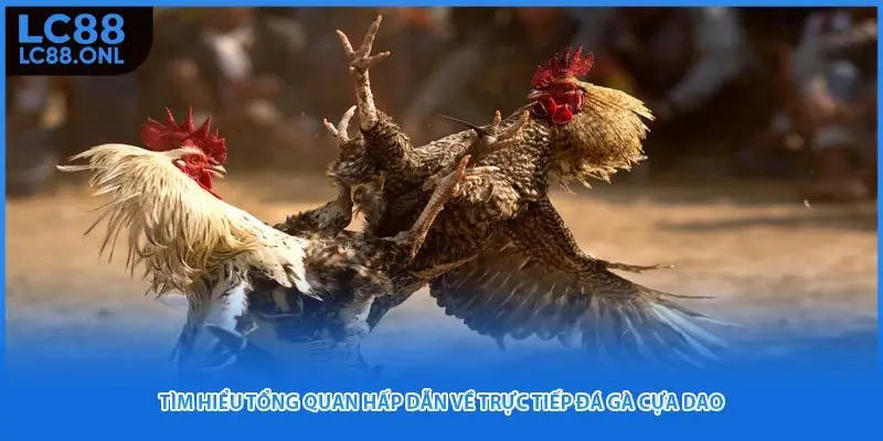 Tìm hiểu tổng quan hấp dẫn về trực tiếp đá gà cựa dao