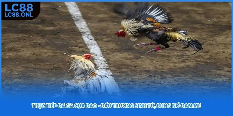 Trực Tiếp Đá Gà Cựa Dao - Đấu Trường Sinh Tử, Bùng Nổ Đam Mê